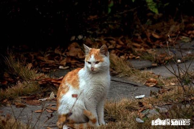 为什么流浪猫很少和人类接触
