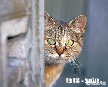 为什么流浪猫很少和人类接触