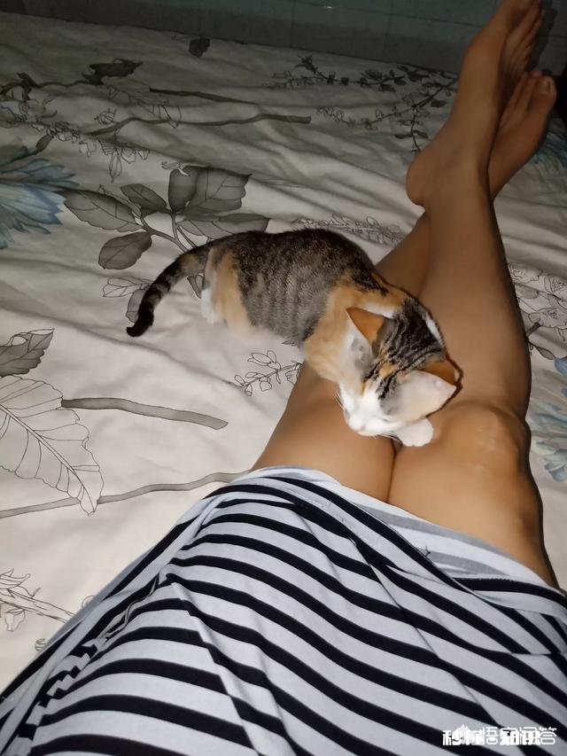 为什么流浪猫很少和人类接触