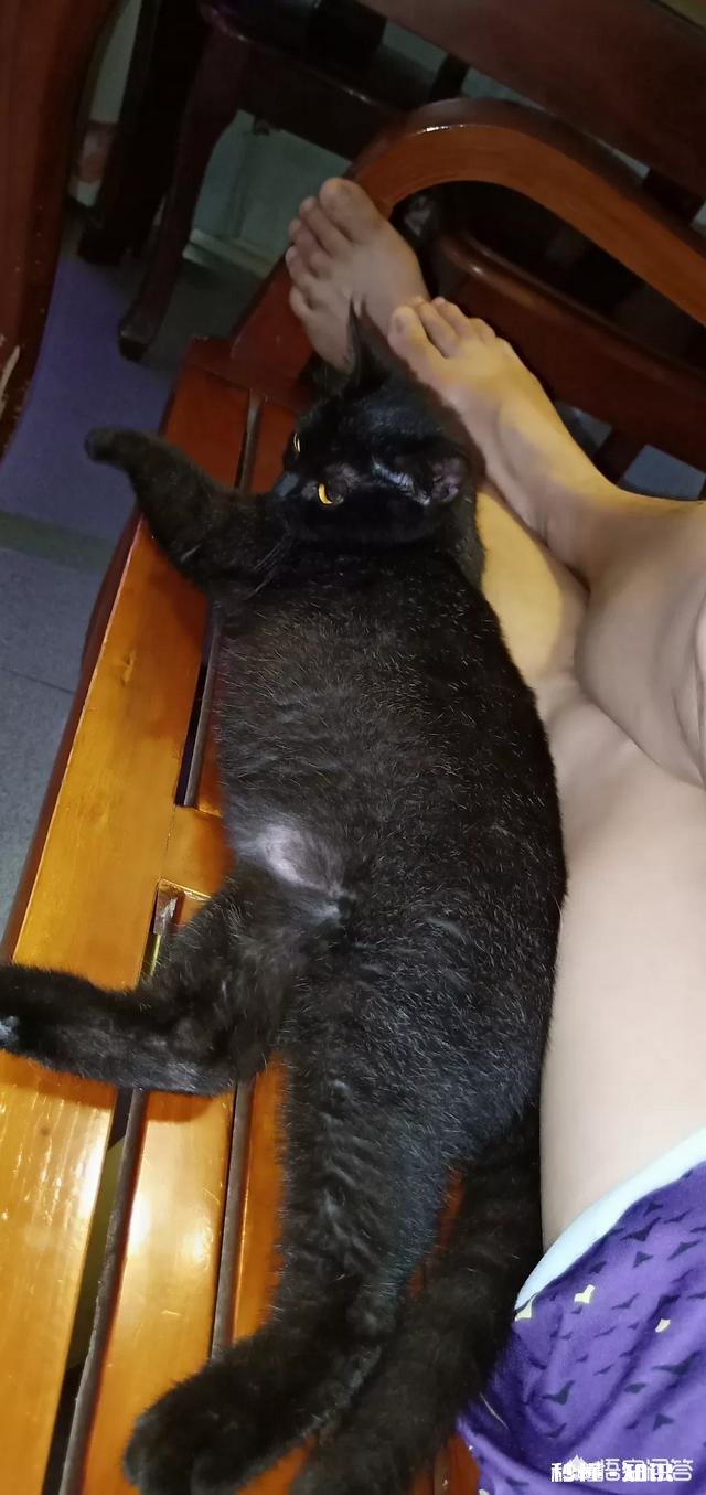 为什么流浪猫很少和人类接触