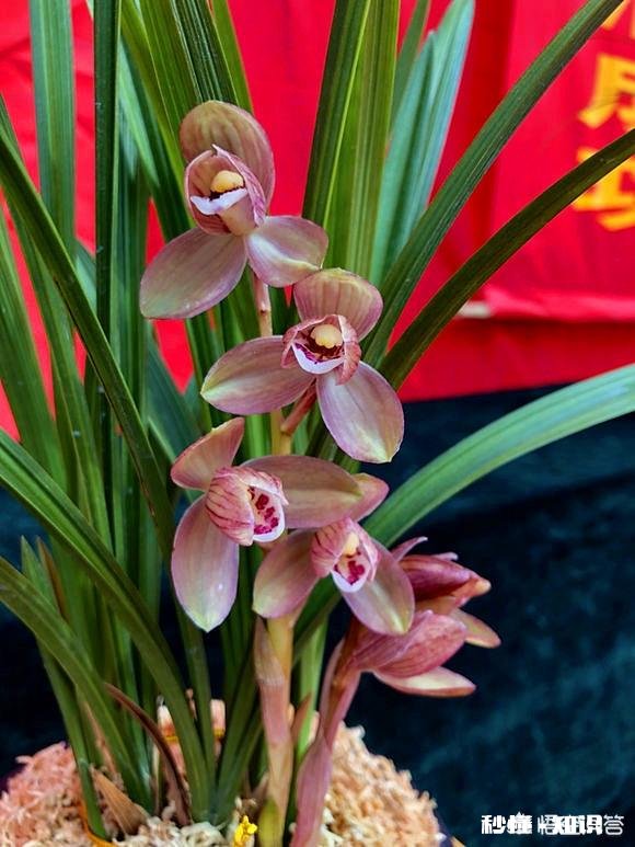 有根无叶的兰花，该怎么养护