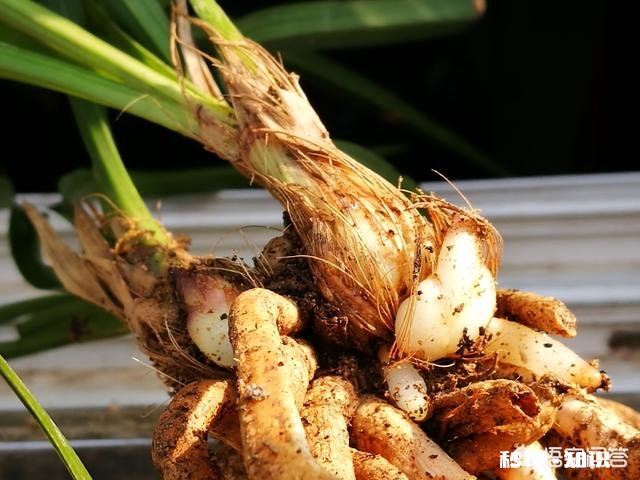 有根无叶的兰花，该怎么养护