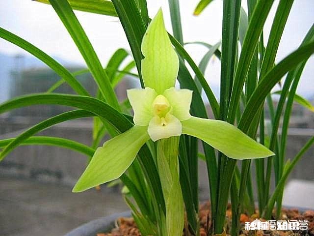 有根无叶的兰花，该怎么养护