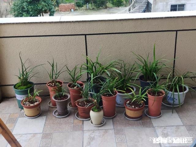 有根无叶的兰花，该怎么养护