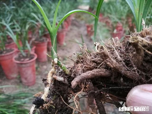 有根无叶的兰花，该怎么养护