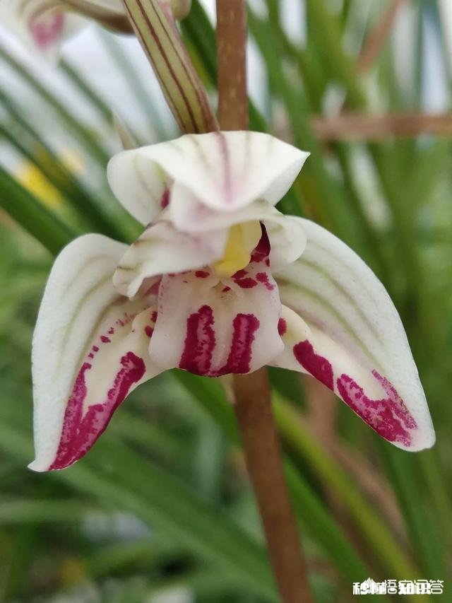 有根无叶的兰花，该怎么养护