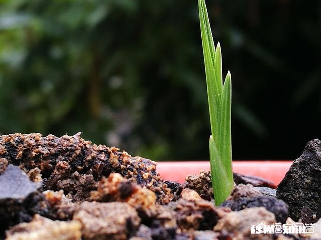 有根无叶的兰花，该怎么养护