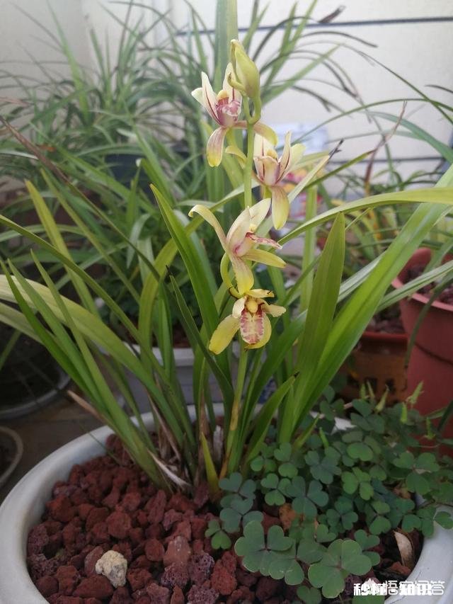 有根无叶的兰花，该怎么养护