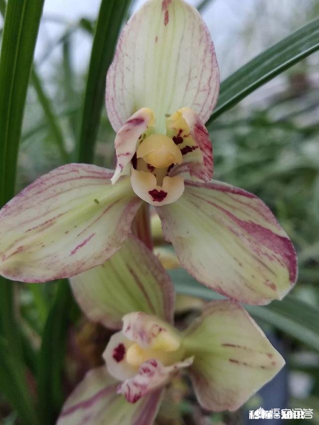 有根无叶的兰花，该怎么养护