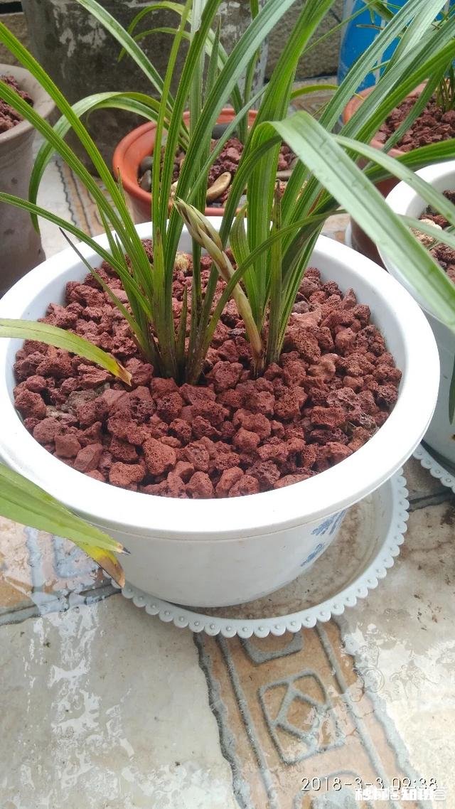 有根无叶的兰花，该怎么养护