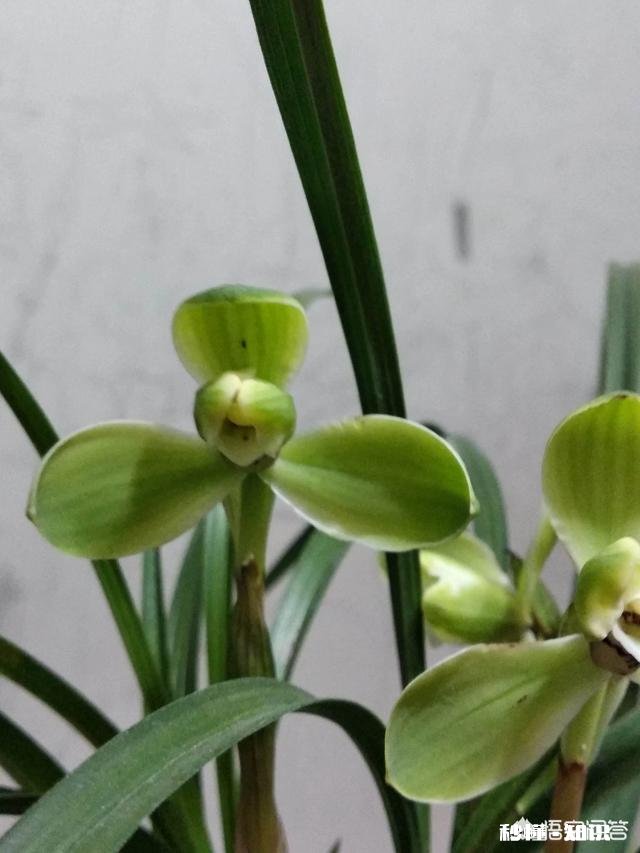 有根无叶的兰花，该怎么养护