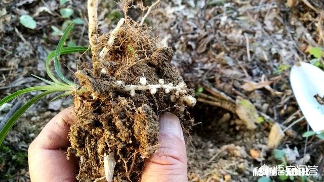 有根无叶的兰花，该怎么养护