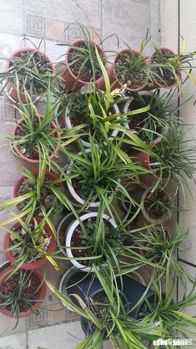 有根无叶的兰花，该怎么养护