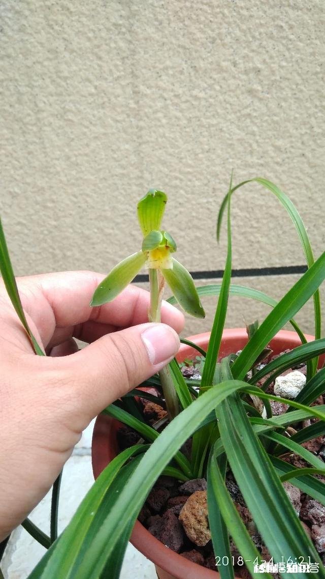 有根无叶的兰花，该怎么养护