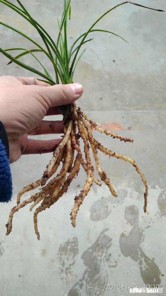 有根无叶的兰花，该怎么养护