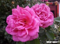 花卉种植在农村还有市场吗