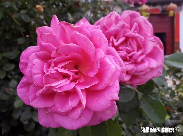 花卉种植在农村还有市场吗