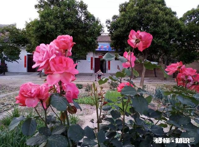 花卉种植在农村还有市场吗