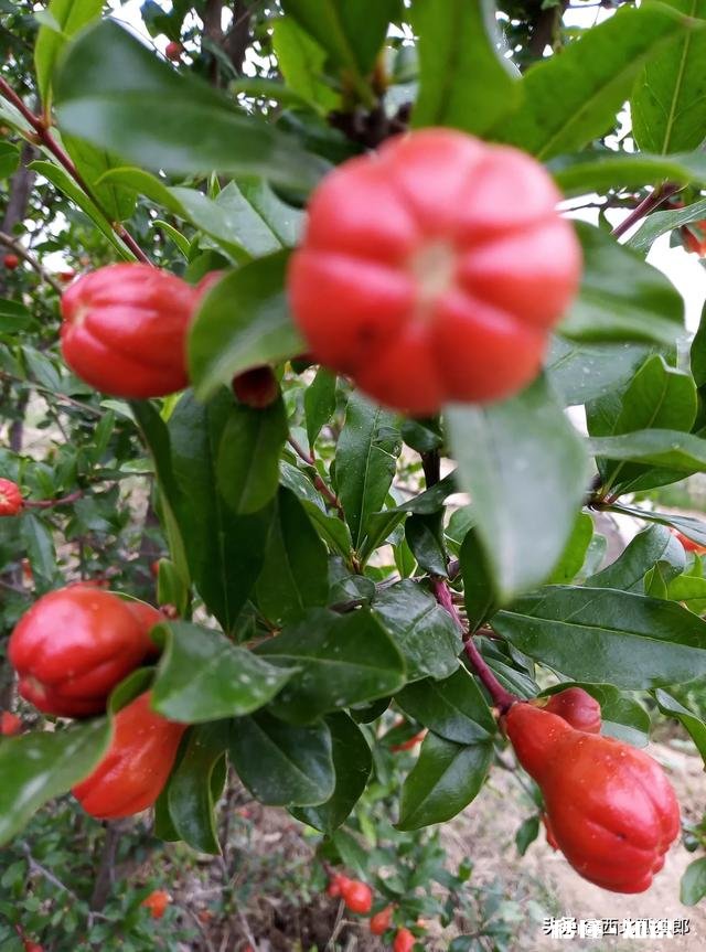 花卉种植在农村还有市场吗