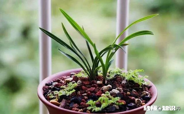 兰花嫩芽有半透明斑是什么原因