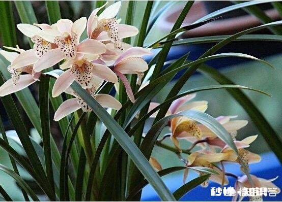 兰花嫩芽有半透明斑是什么原因