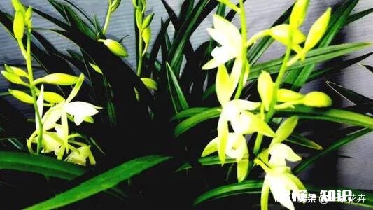 兰花嫩芽有半透明斑是什么原因