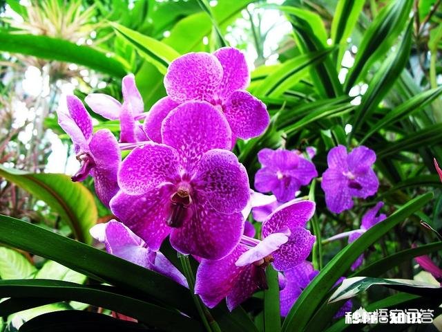 兰花嫩芽有半透明斑是什么原因