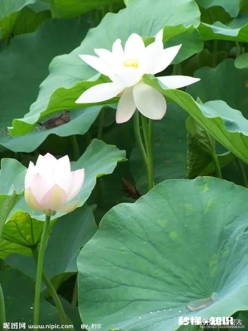 人到中年普遍缼钙，多喝酸牛奶可以补钙吗