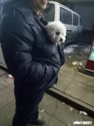 在你经济比较窘迫的情况下，你有一条狗狗，外出因为没有宠物证不能带着，你会怎么办