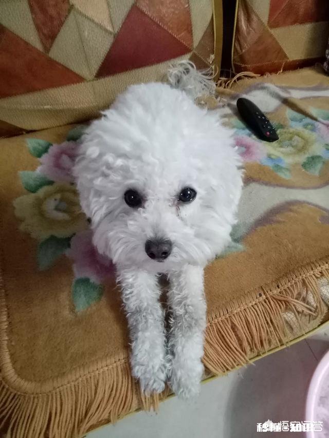 在你经济比较窘迫的情况下，你有一条狗狗，外出因为没有宠物证不能带着，你会怎么办