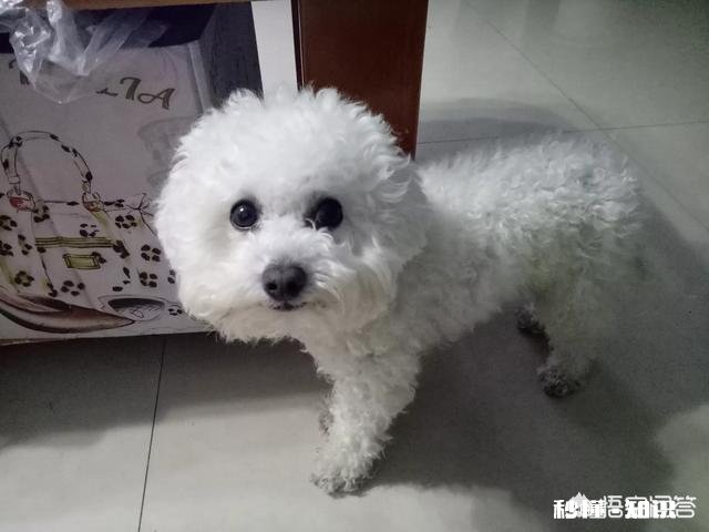 在你经济比较窘迫的情况下，你有一条狗狗，外出因为没有宠物证不能带着，你会怎么办