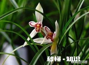 北方冬季养兰花通风不好可以用电风扇吗有哪些建议