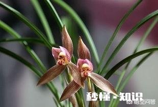 北方冬季养兰花通风不好可以用电风扇吗有哪些建议