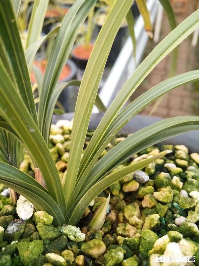 北方冬季养兰花通风不好可以用电风扇吗有哪些建议