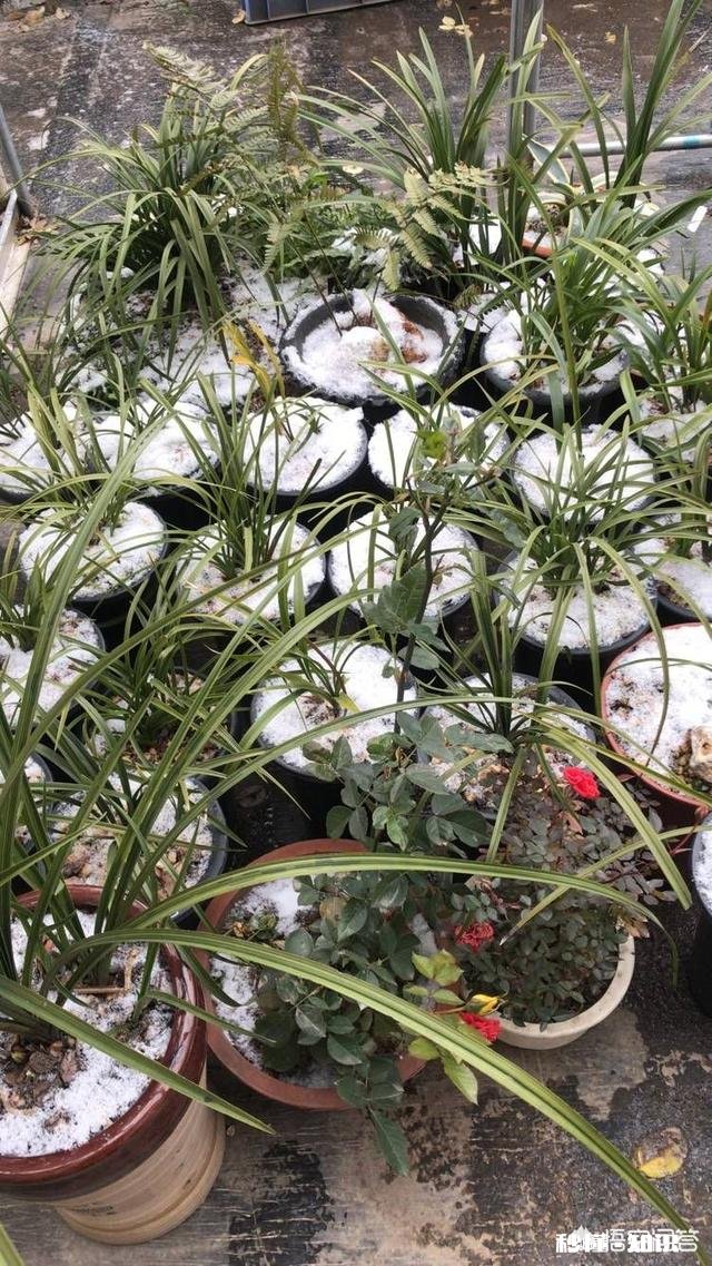 北方冬季养兰花通风不好可以用电风扇吗有哪些建议