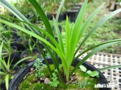 北方冬季养兰花通风不好可以用电风扇吗有哪些建议