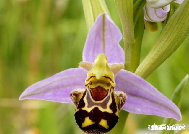 北方冬季养兰花通风不好可以用电风扇吗有哪些建议