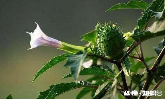 你还记得哪些品种的野花、野草