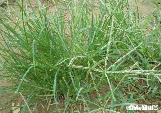 你还记得哪些品种的野花、野草