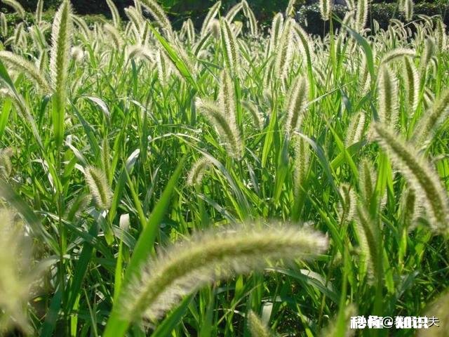 你还记得哪些品种的野花、野草