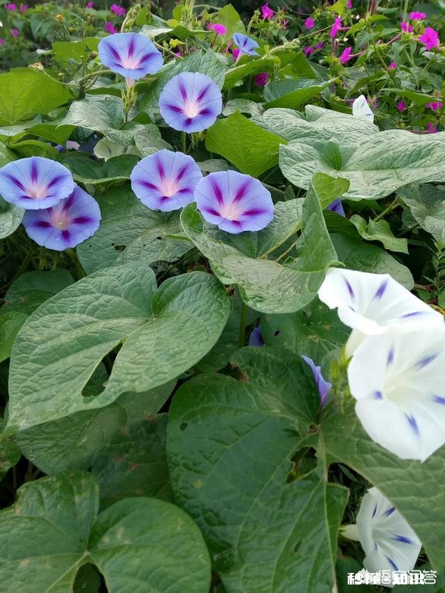 你还记得哪些品种的野花、野草