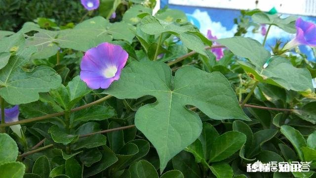 你还记得哪些品种的野花、野草