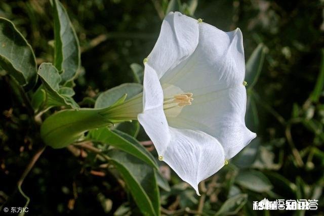 你还记得哪些品种的野花、野草