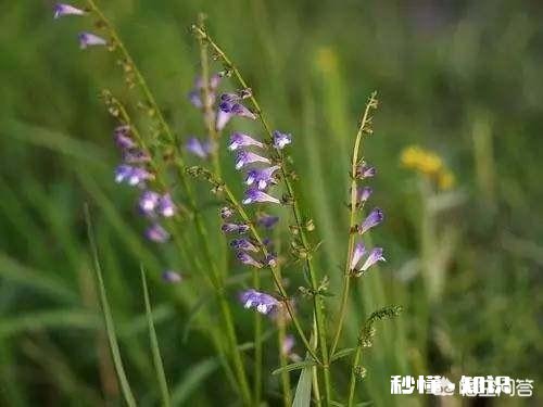 你还记得哪些品种的野花、野草
