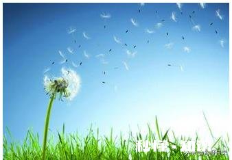 你还记得哪些品种的野花、野草