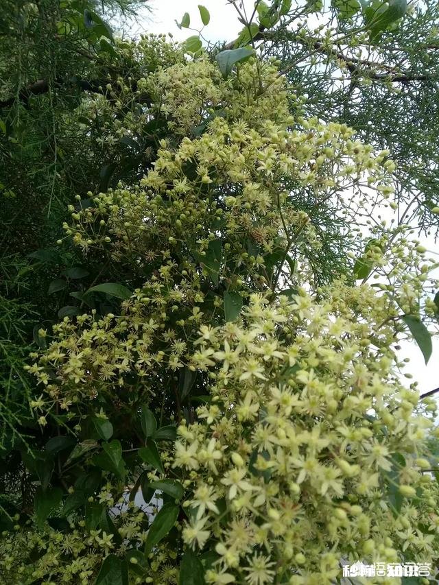 你还记得哪些品种的野花、野草