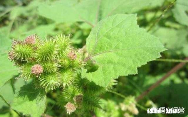 你还记得哪些品种的野花、野草