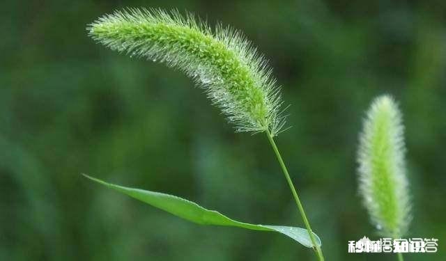 你还记得哪些品种的野花、野草