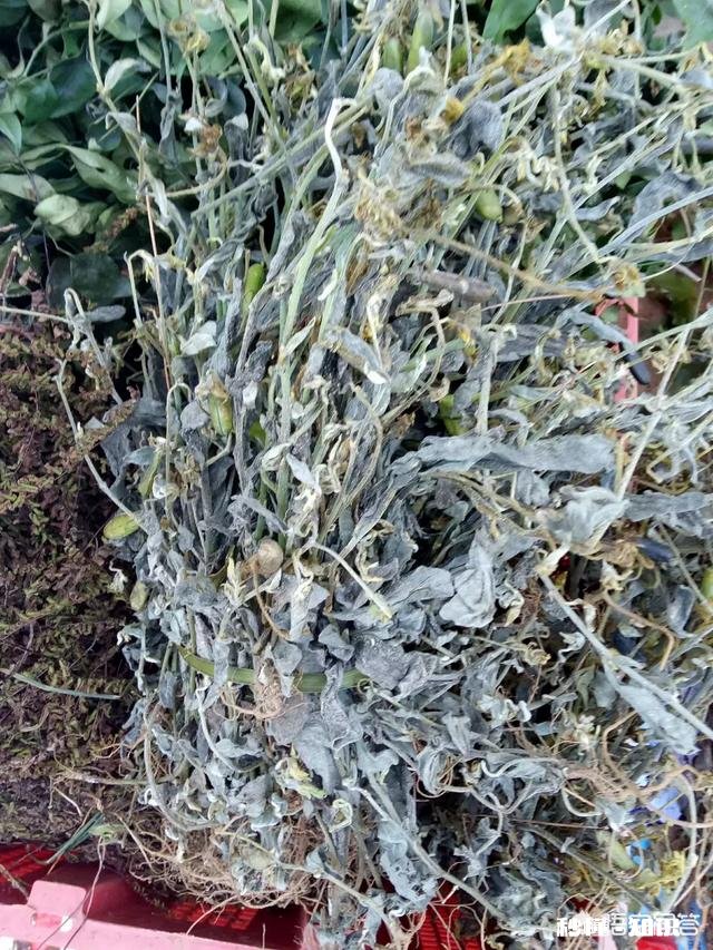 你还记得哪些品种的野花、野草