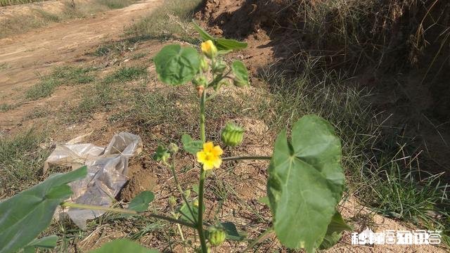 你还记得哪些品种的野花、野草